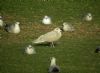 Glaucous Gull at Hole Haven Creek (Steve Arlow) (97275 bytes)